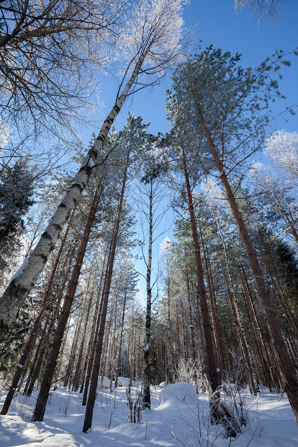 Swedish forest under the blue sky