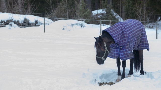 hehe... kuda sweden pakai jacket sejuk...