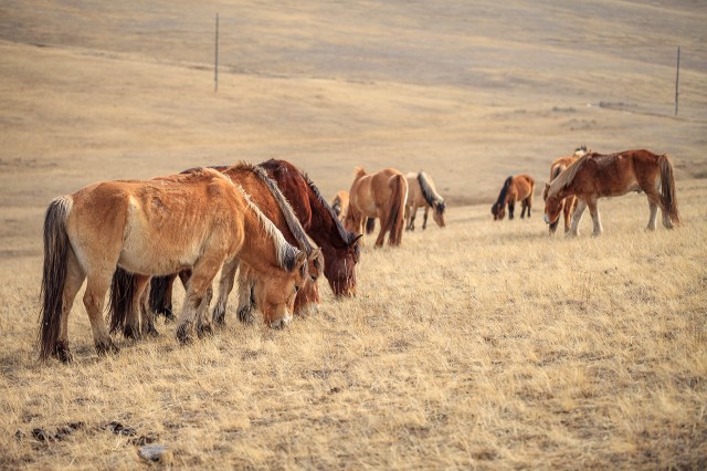 only normal Mongolian horses