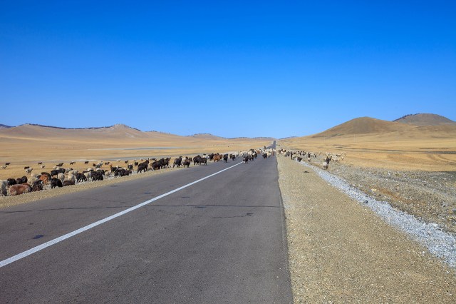 a zebra crossing.. eh.. I mean sheep crossing