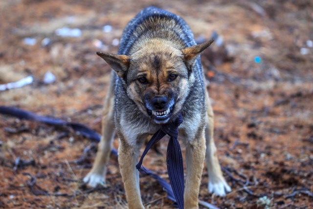 this dog really hates me, maybe i stole his food