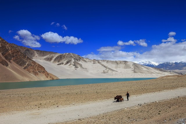 a Tajik man with his yaks in the middle of nowhere