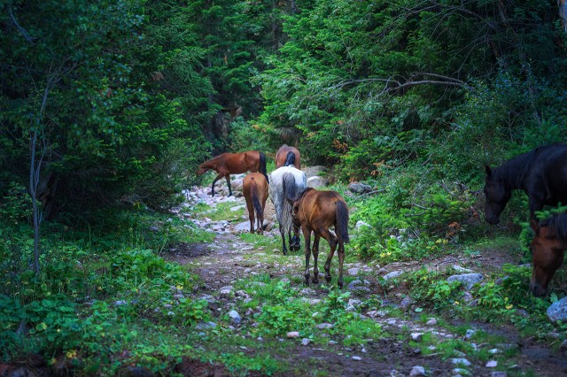 and letting them to lead my path in the wilderness