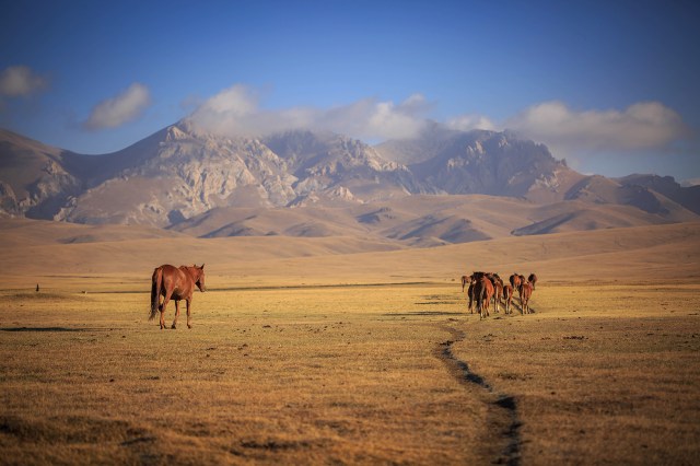 following the footstep of the horses towards the mountains