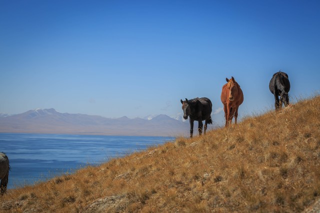 kyrgyz horses in the mountain and the Songkul lake in the far background