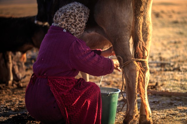 a local Kyrgyz woman milking her cow early morning
