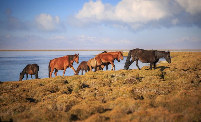 horses having breakfast on the lake