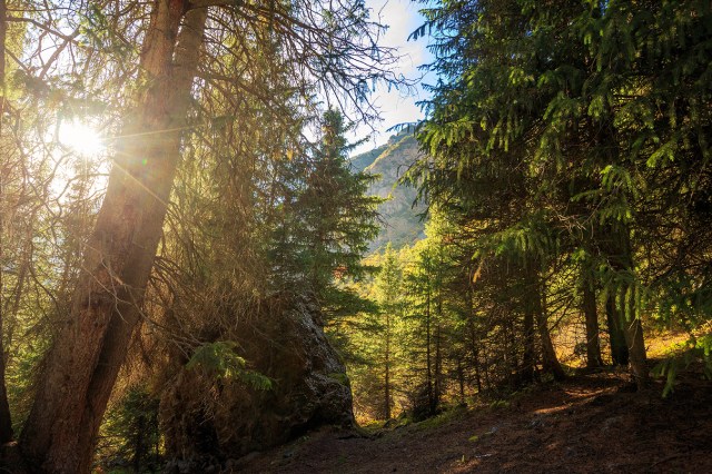 the sun is shining through the leaves, giving beautiful colours in the forest