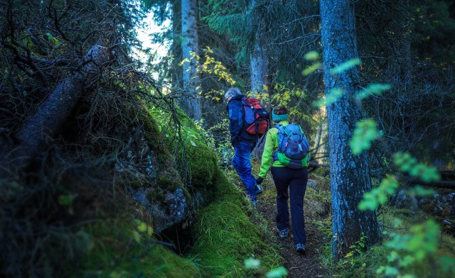 started trekking in the wild forest