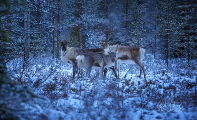 some wild reindeers in the Finnish forest near the Arctic circle