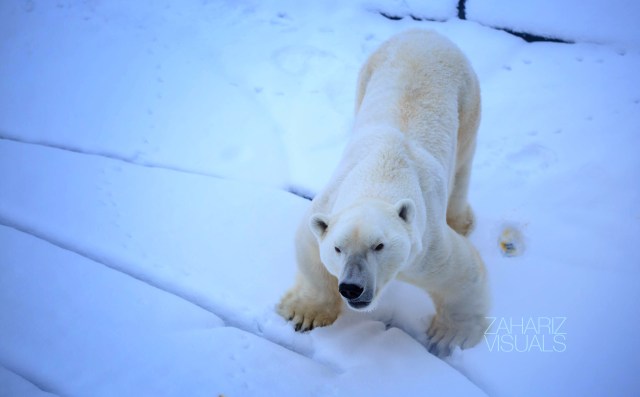 a forever hungry polar bear!