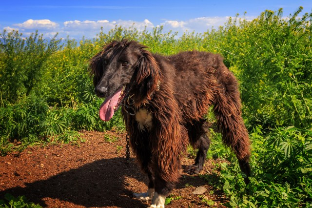 Taigan, the wolf hunter