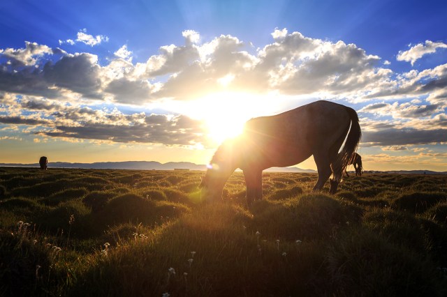 the wild mountain horse has now become a friend